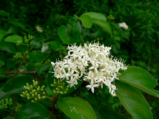 {Cornus stricta}